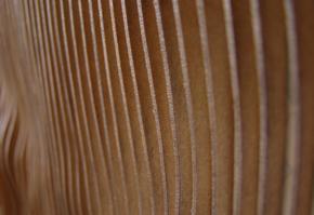 Resultado del concurso de arte para paso fronterizo Pino Hachado Región de La Araucanía